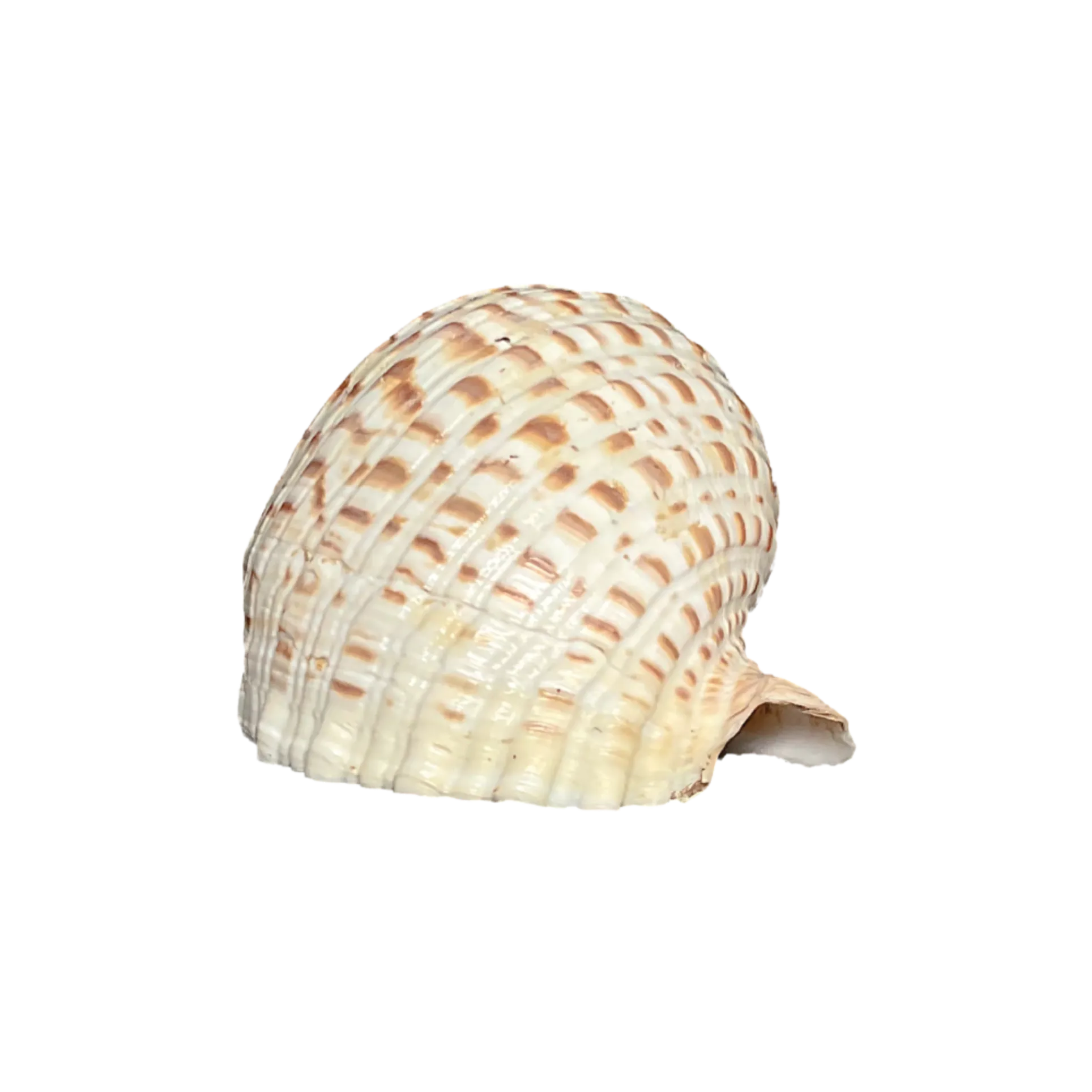 Tonna tessellata