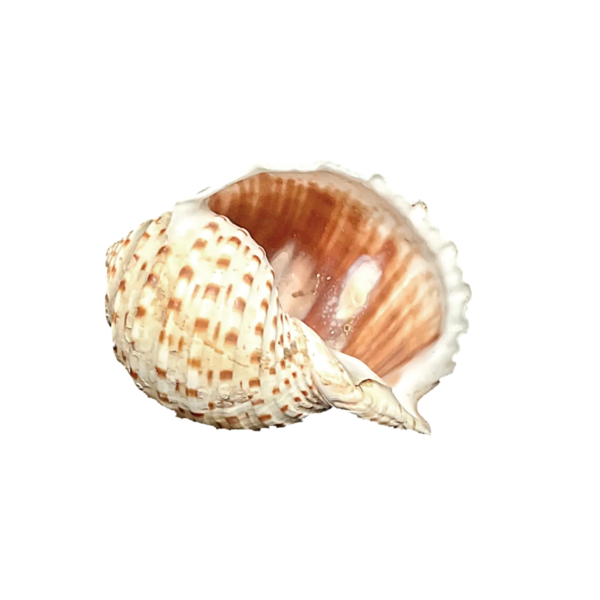 Tonna tessellata