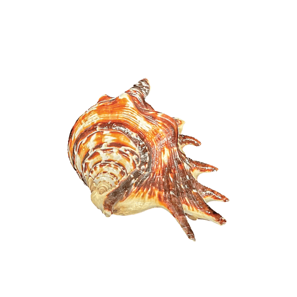 Lambis Lambis A