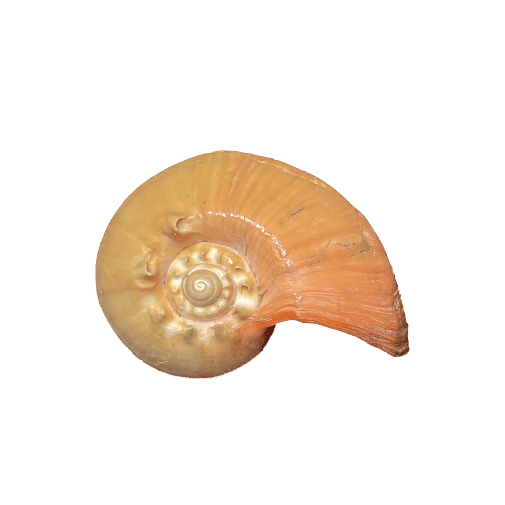 Melo (Melocorona) sp