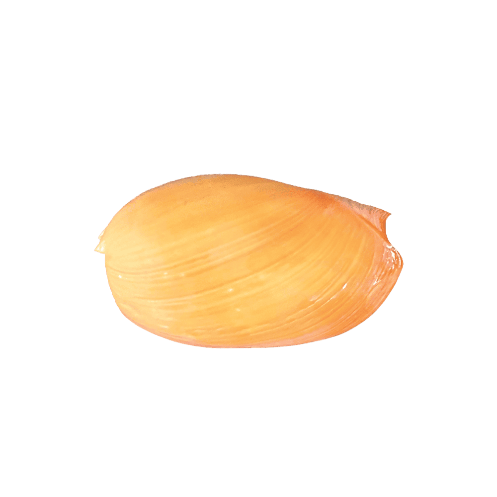 Melo (Melocorona) sp