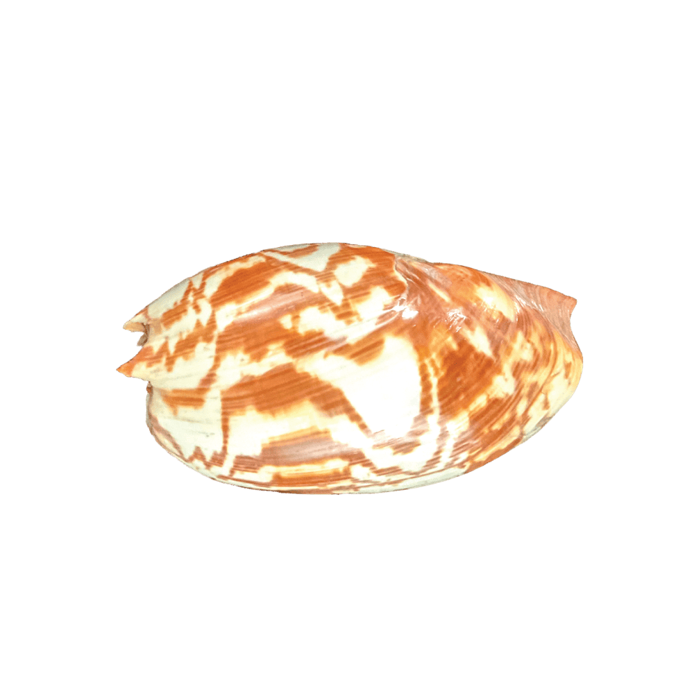 Melo Umbilicatus C