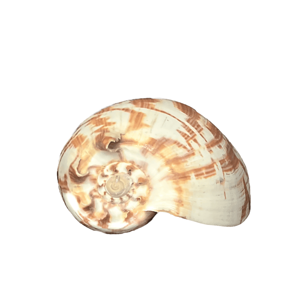Melo Umbilicatus C