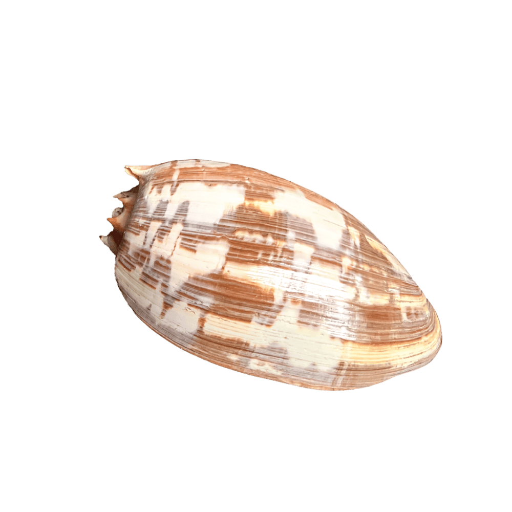 Melo Umbilicatus C