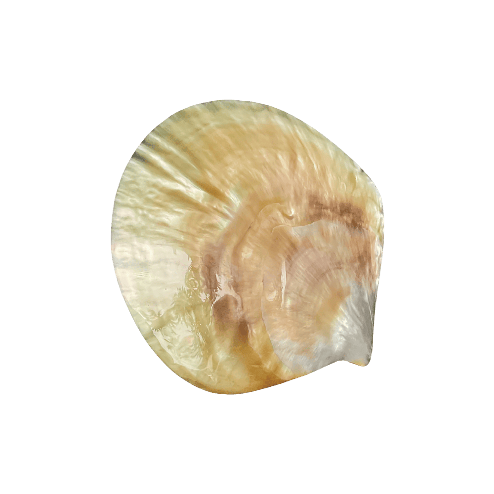 Pinctada Maxima A