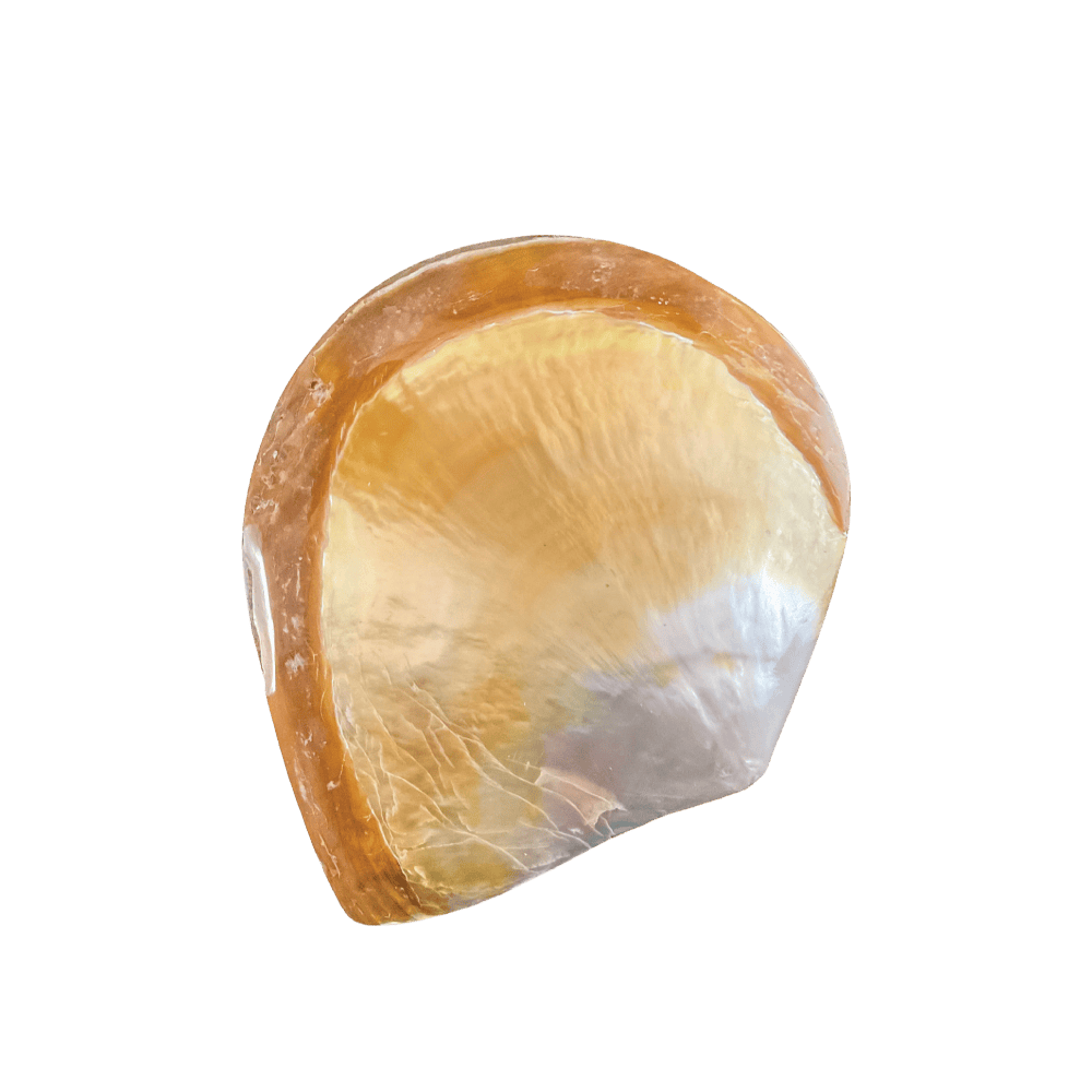 Pinctada Maxima B