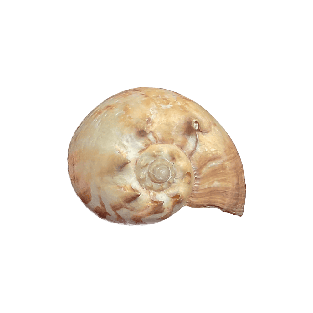 Melo Amphora