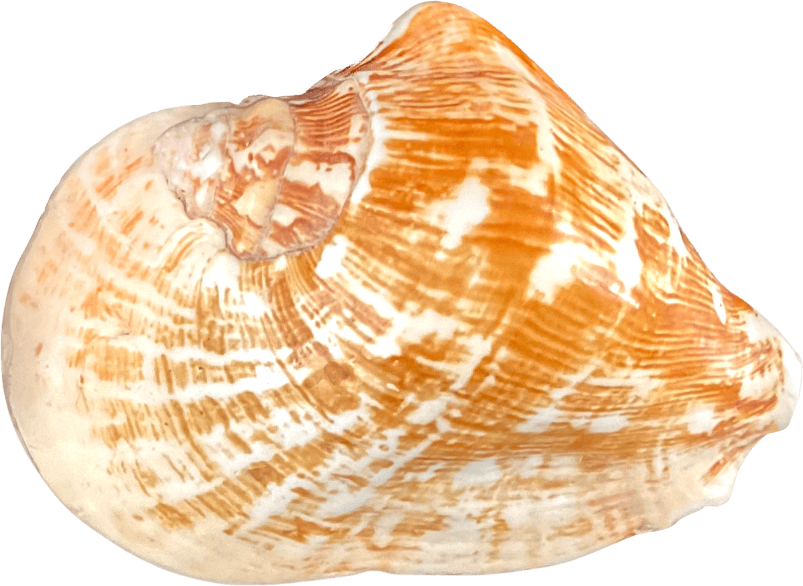 Strombus Latissimus