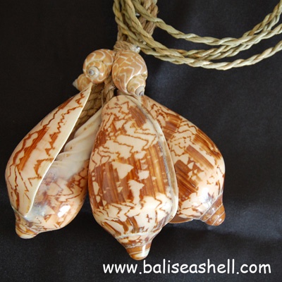 cymbiola shell tessel
