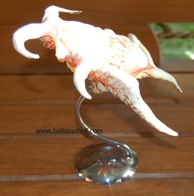 lambis chiragra disply art