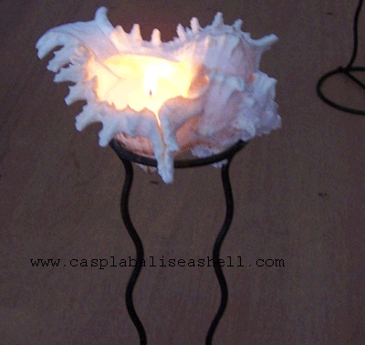 murex shell lamp candle light