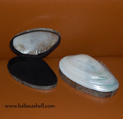 river shell white box art crafts