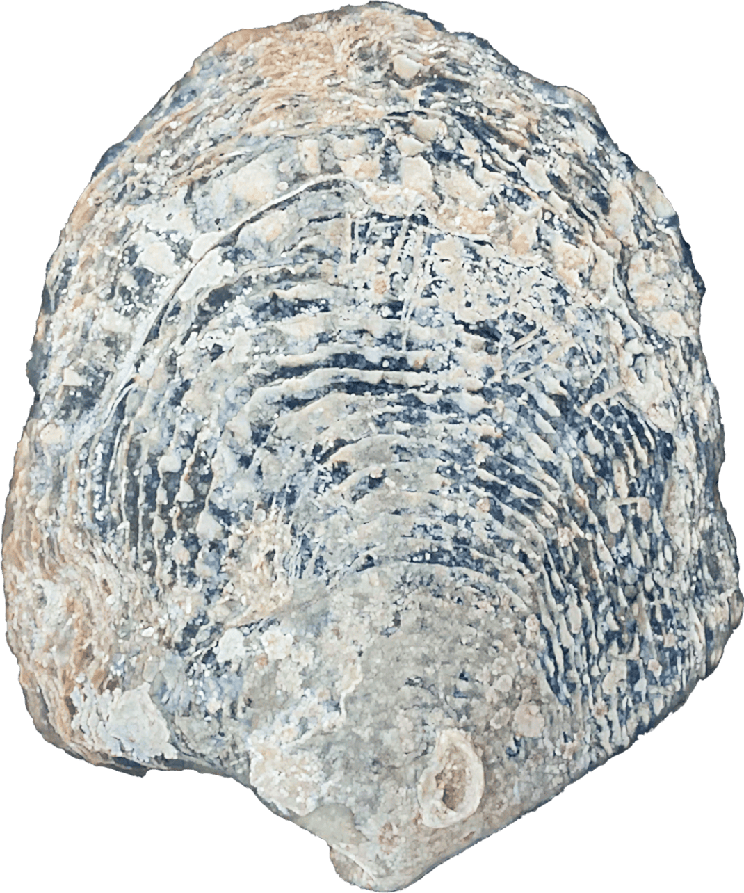 Pinctada Maxima or Natural Mop