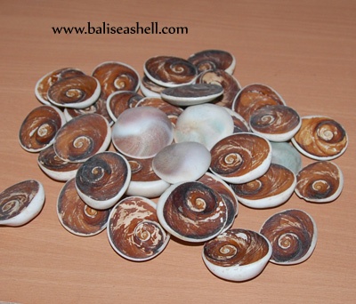 overcolum shell turbo species