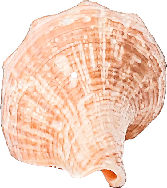 hemifusus ternatanus