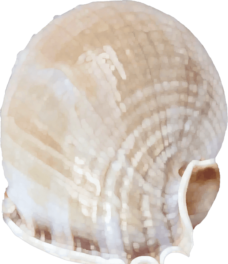 Phalium bisulcatum
