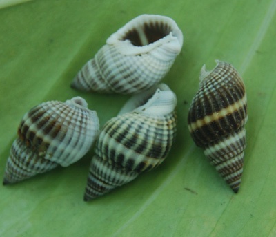 small shell and seashell kinds