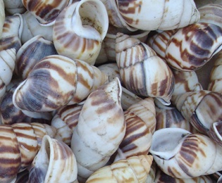 green snail from nusa penida
