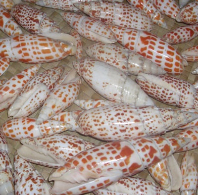 MITRA MITRA family mitridae