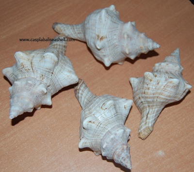 fasciolariidae , shell conch
