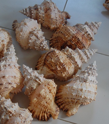 bursa rubeta shell medium