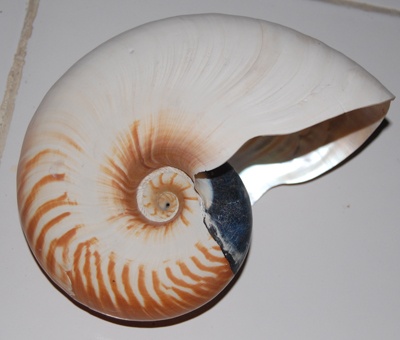 nautilus scrobiculatus shell
