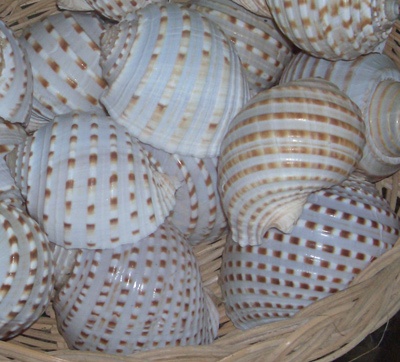 Seashell TIGER CORN