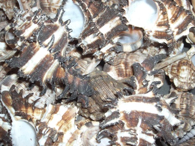 MUREX Shell brown small