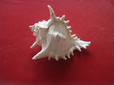 Murex shell white