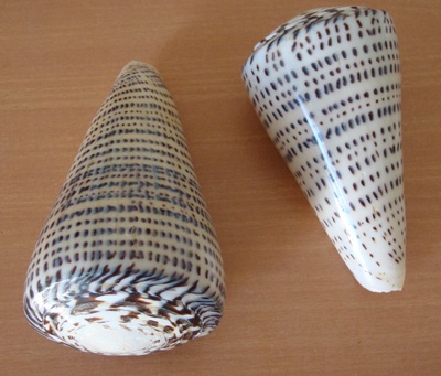 conus leopardus