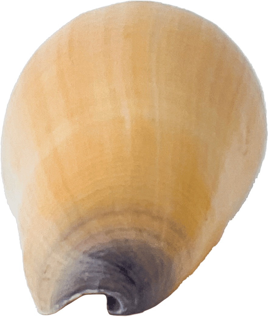 Conus virgo