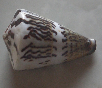 Conus monile