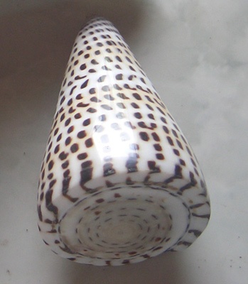 conus litteratus