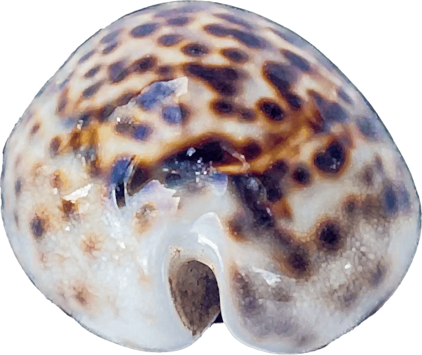 Cypraea tigris
