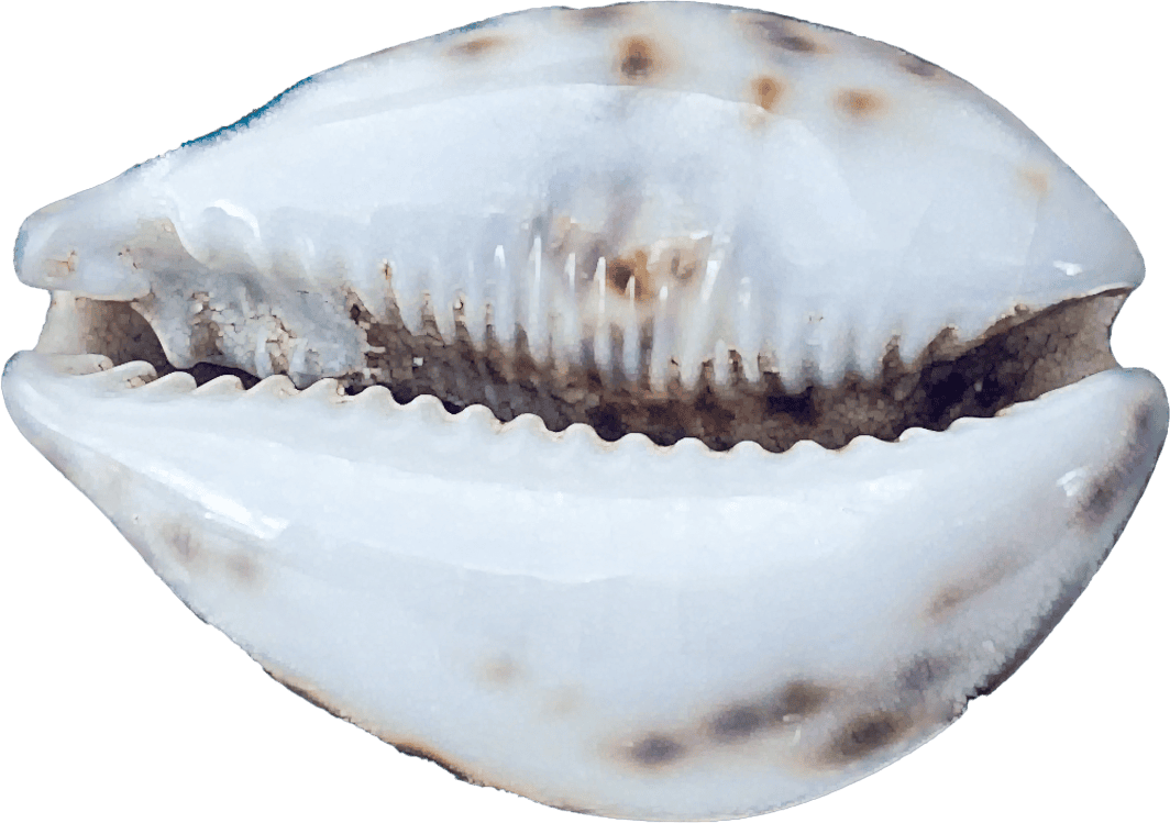 Cypraea tigris