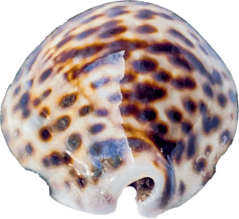 Cypraea tigris