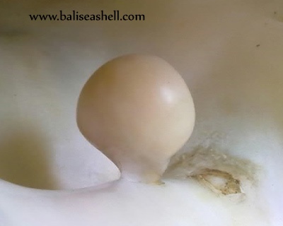 big blister pearl natural indonesia